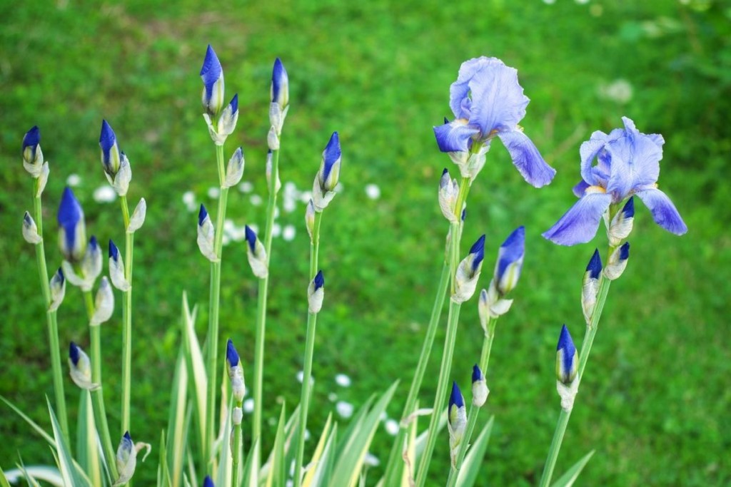 irises-growing
