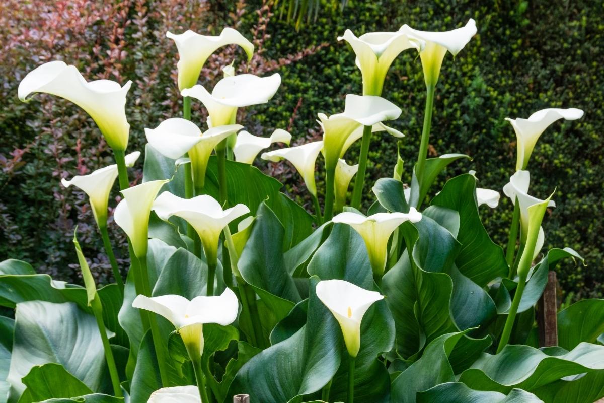 calla-lilies