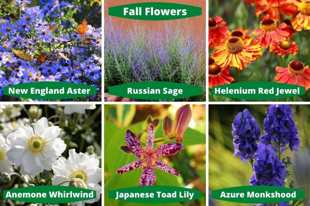 fall-perennial-flowers