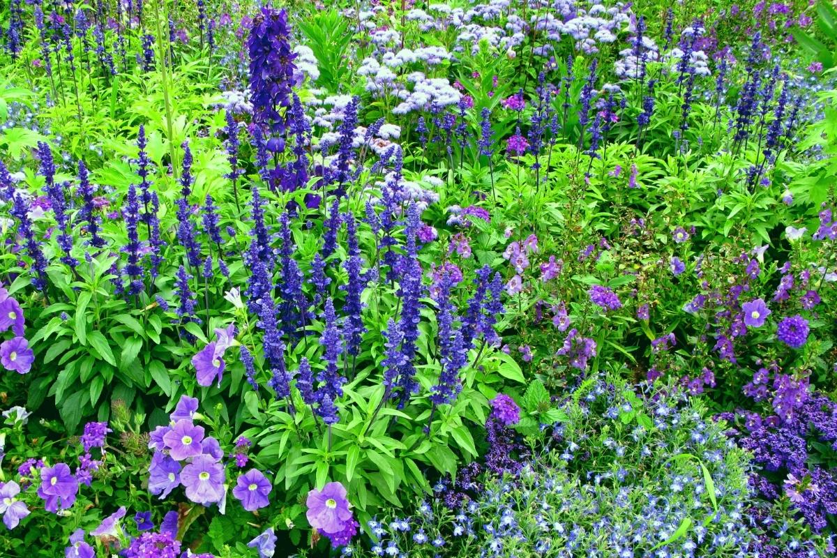 types-of-blue-flowers
