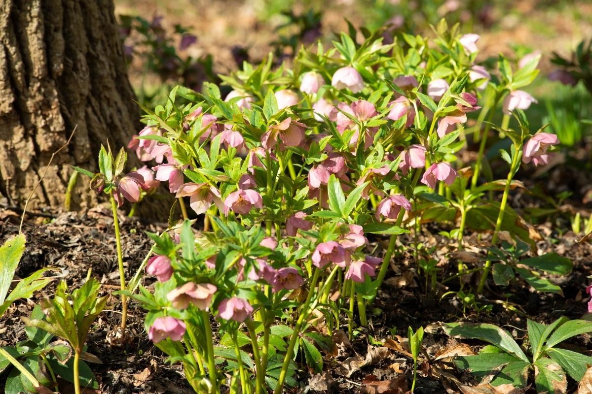 Hellebores Where to Plant? Gardening Tips Perennials