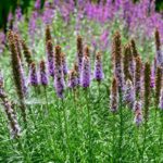 liatris-from-seeds