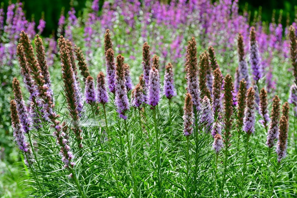 liatris-from-seeds