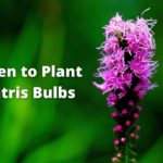 when-to-plant-liatris-bulbs