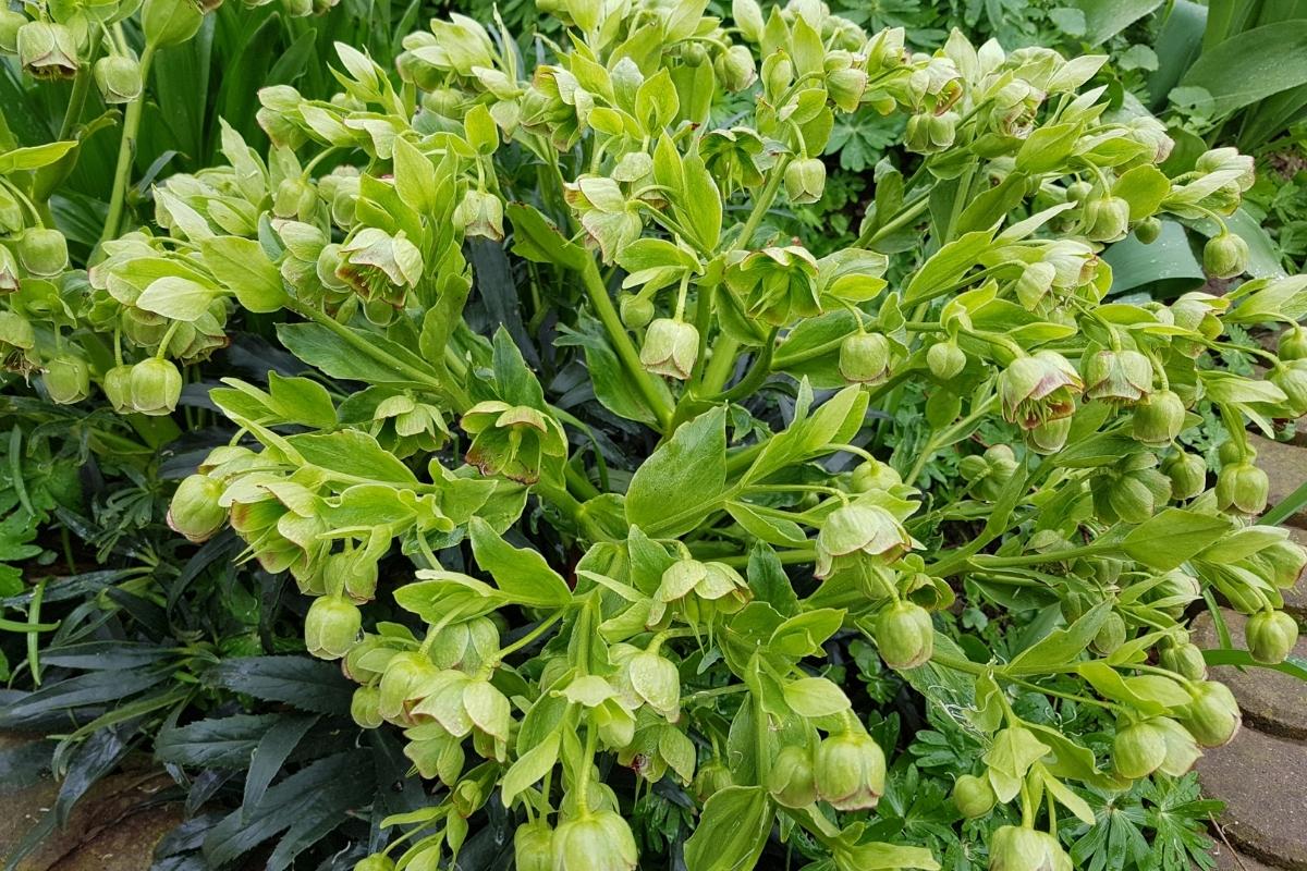 Hellebores Flopping The Reasons Hellebore Droop