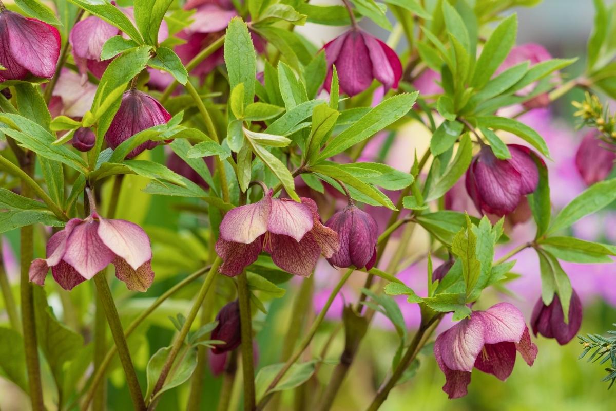 hellebores-flopping