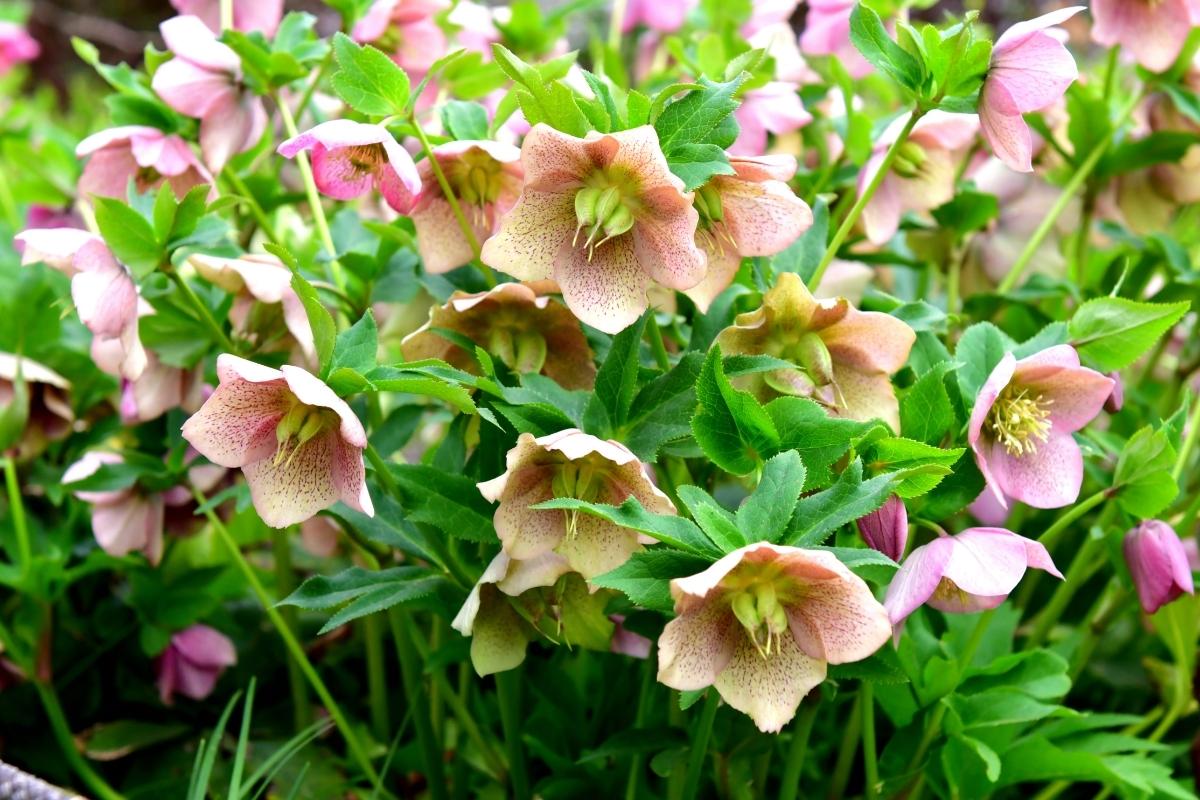 what-to-do-with-hellebores-in-summer